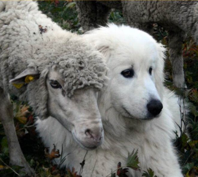 patou et mouton © Éleveurs et Montagnes patou et mouton © Éleveurs et Montagnes